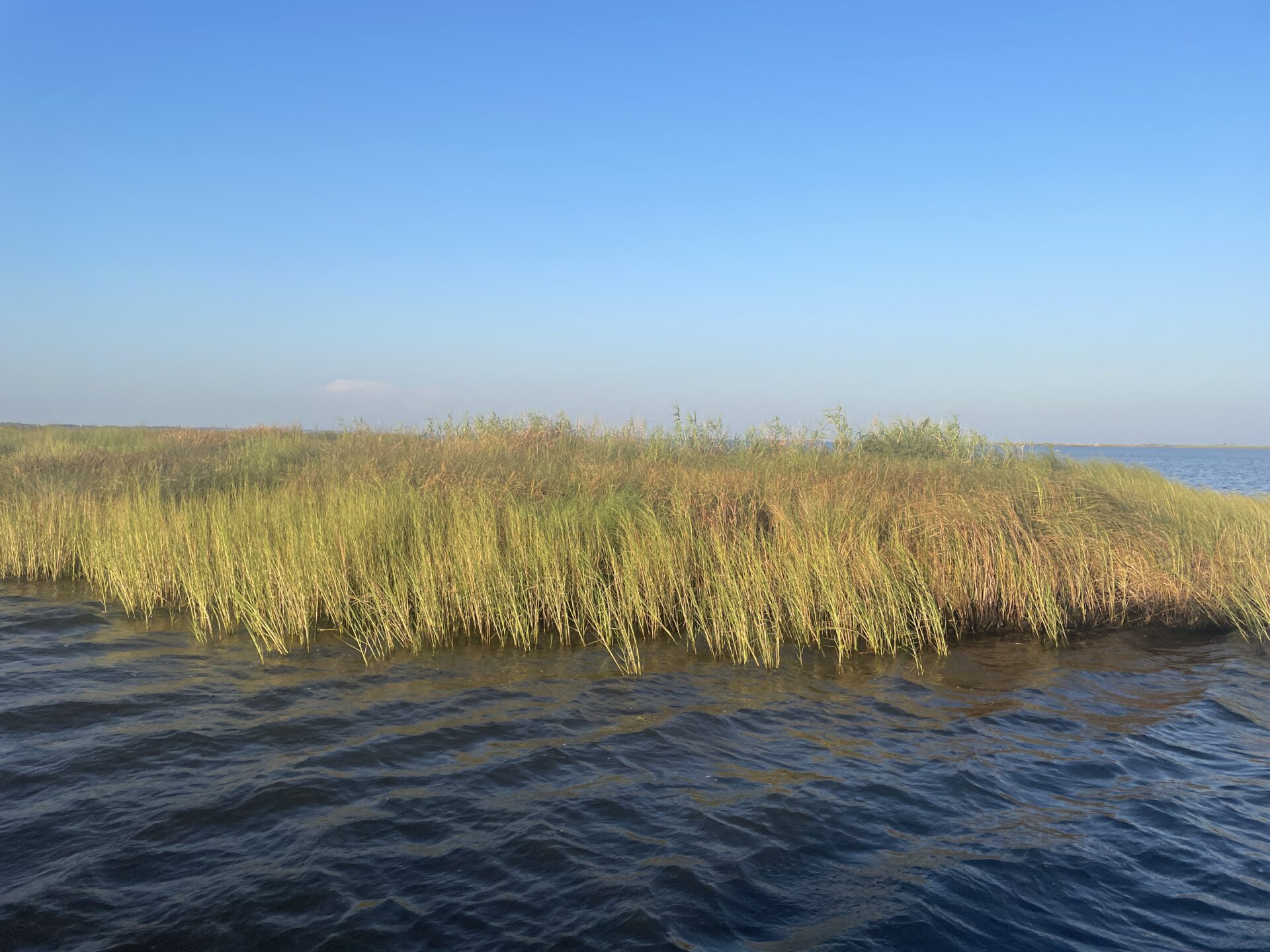 marsh grasses surrounded by water