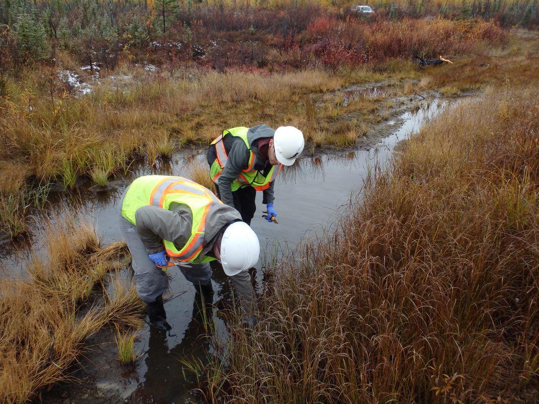 team members bending down on grassy watery area on project site