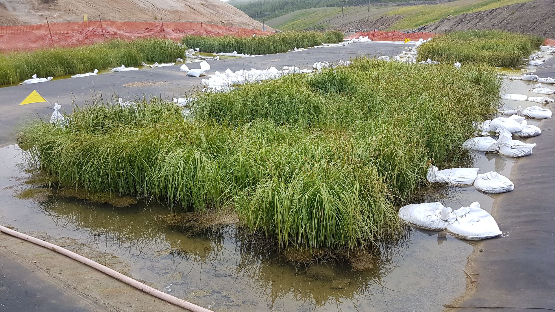 grassy plantings in watery shallow area with sand bags on project site