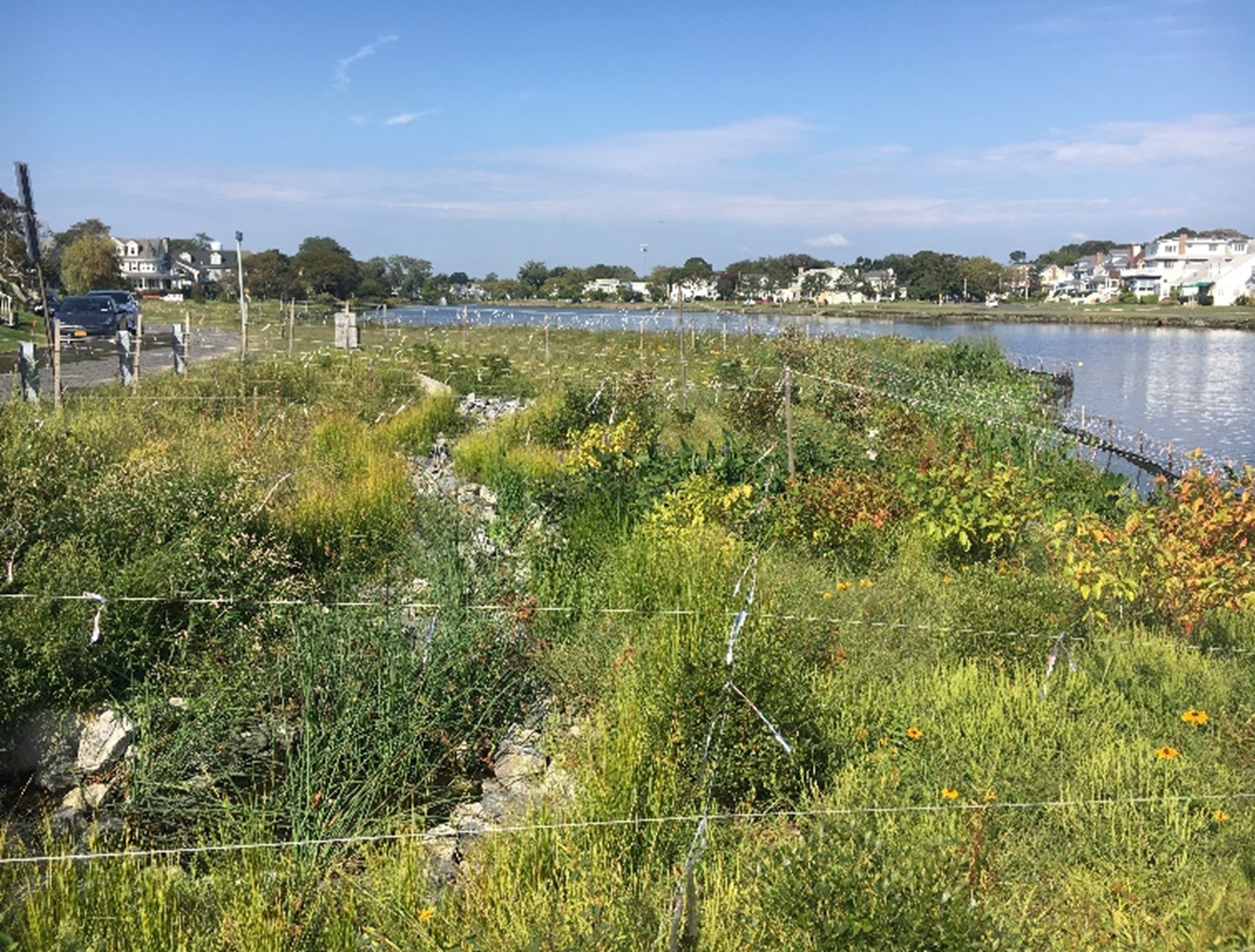 sylvan lake living shoreline grown in