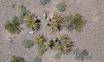 Sandia-01-Vegetation-DesertTortoise-DroneView_2024-06