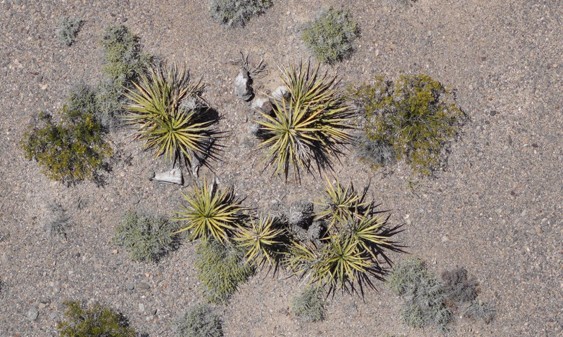 Sandia-01-Vegetation-DesertTortoise-DroneView_2024-06