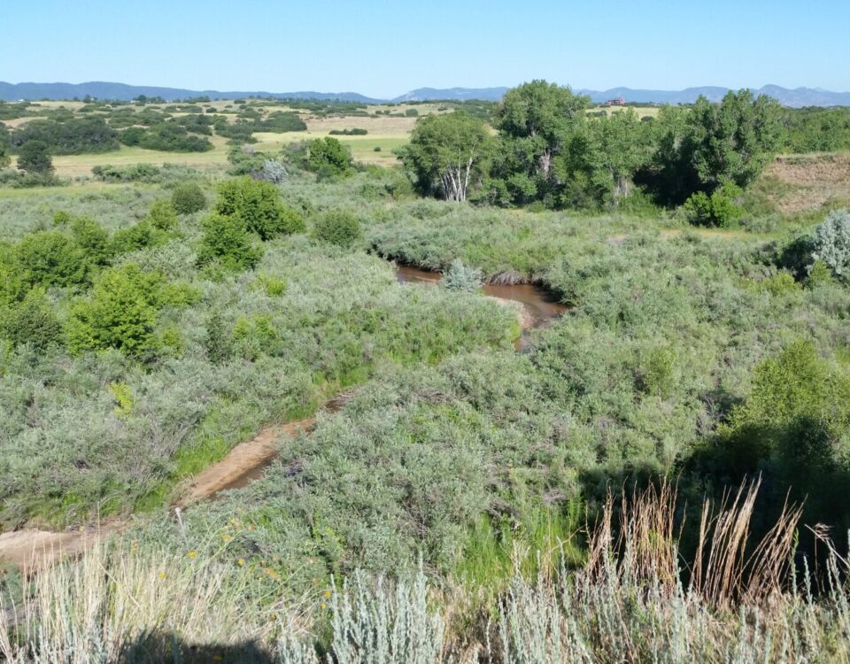 green plants in large open expanse of land