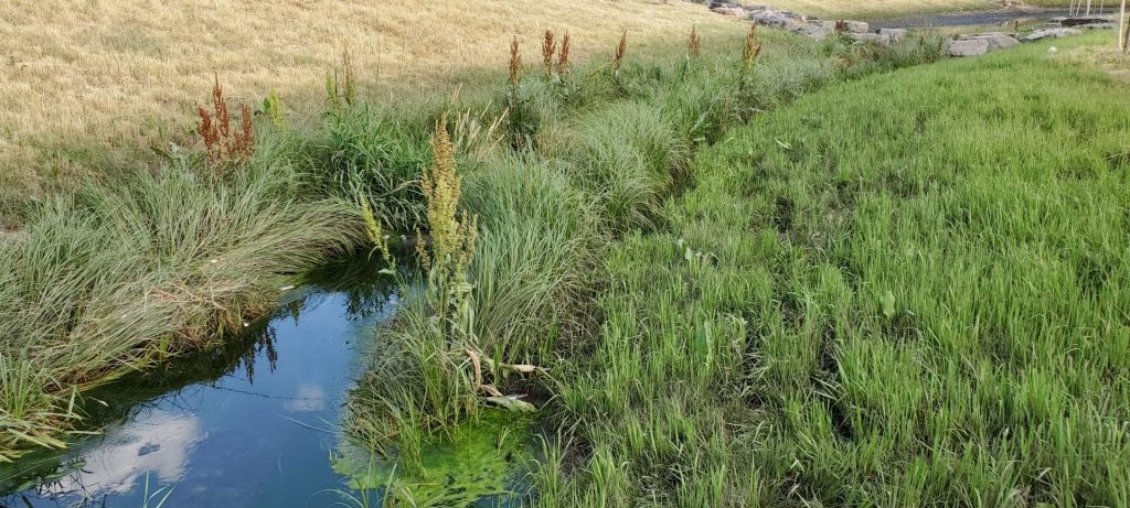 creek and grasses in the park