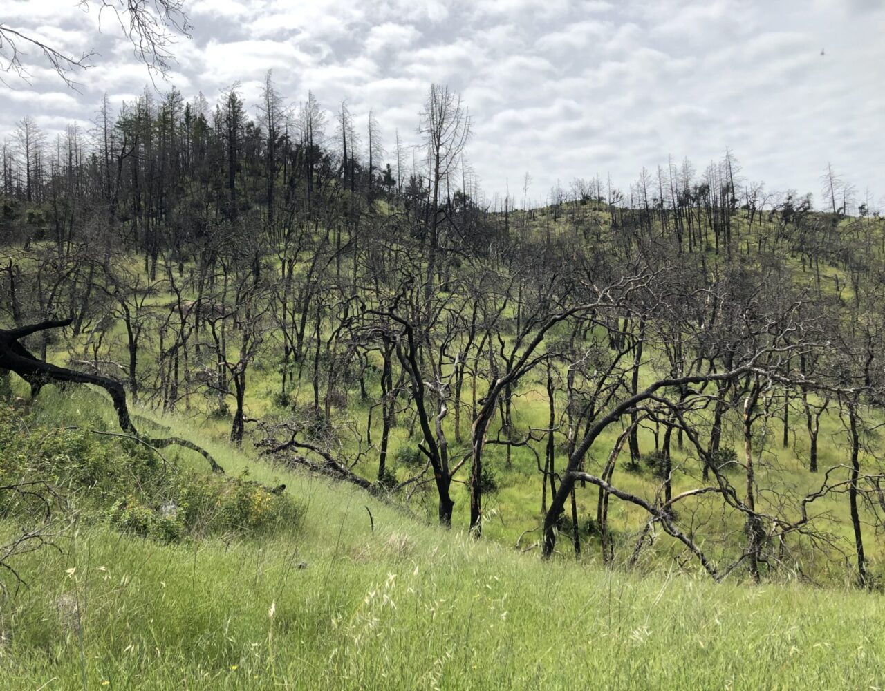 burned trees on hilly area