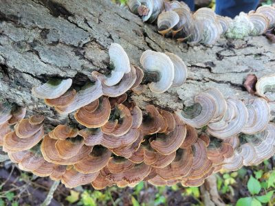 closeup of fungi on large branch
