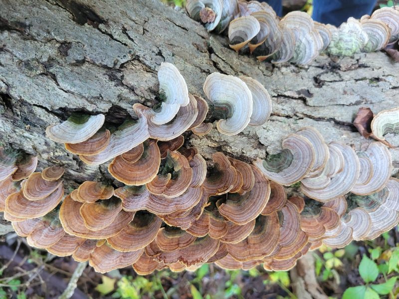 Hudson Highlands Fjord Trail Master Plan