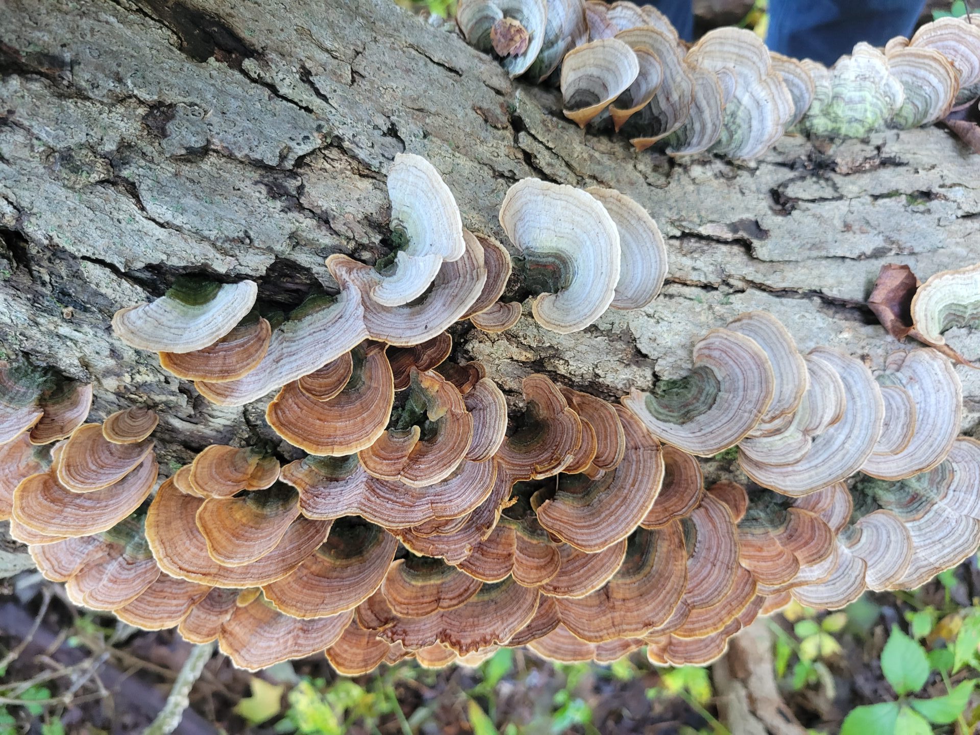 closeup of fungi on large branch
