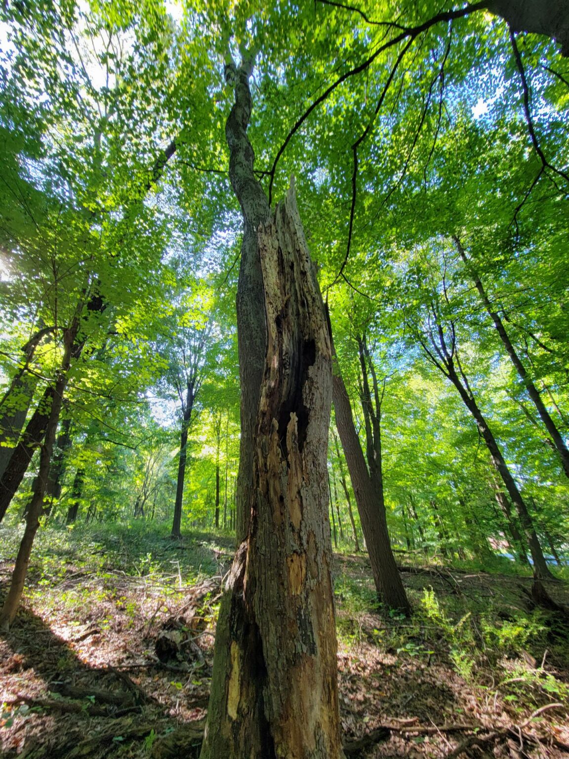 close up and upward shot of a tree