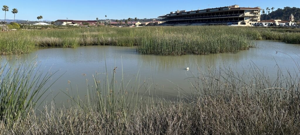 aquatic grasses and water with fair grounds in the background