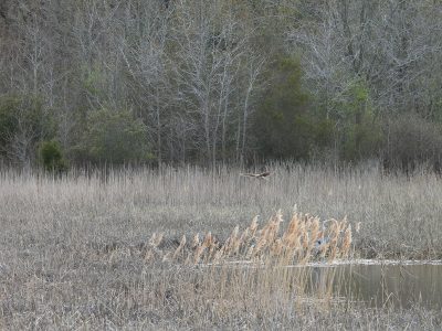 bird of prey soaring over wetland by treeline