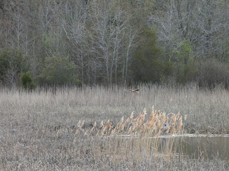 Environmental Support for Key Southern Basins