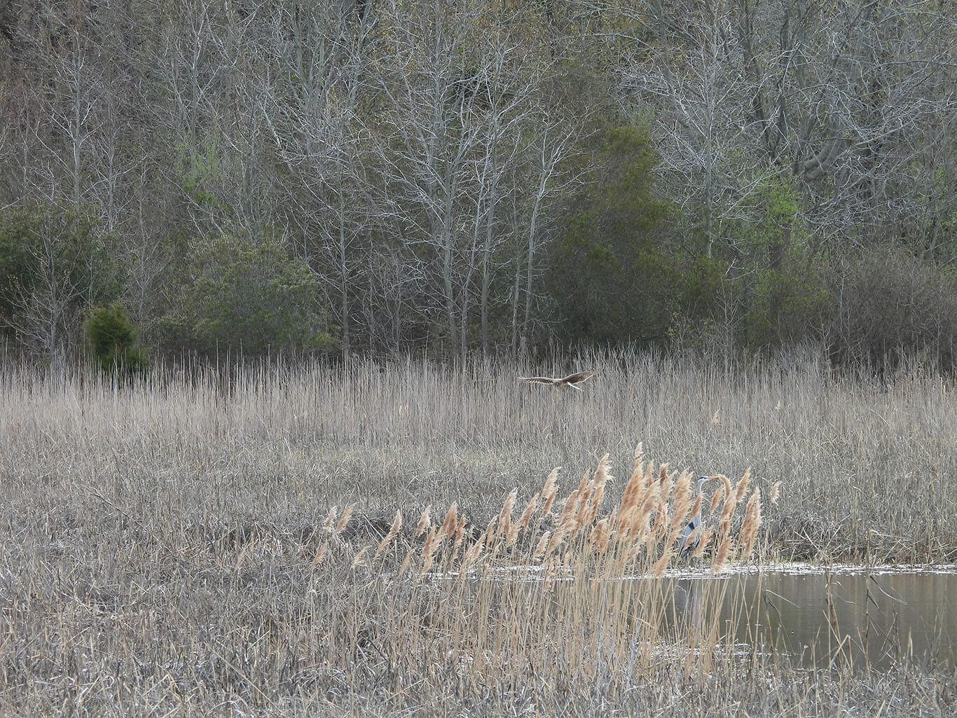 bird of prey soaring over wetland by treeline