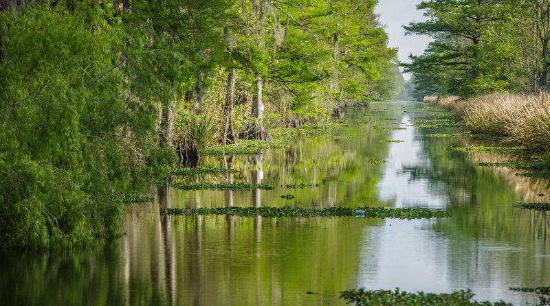 Gum Swamp Wetland Mitigation Bank