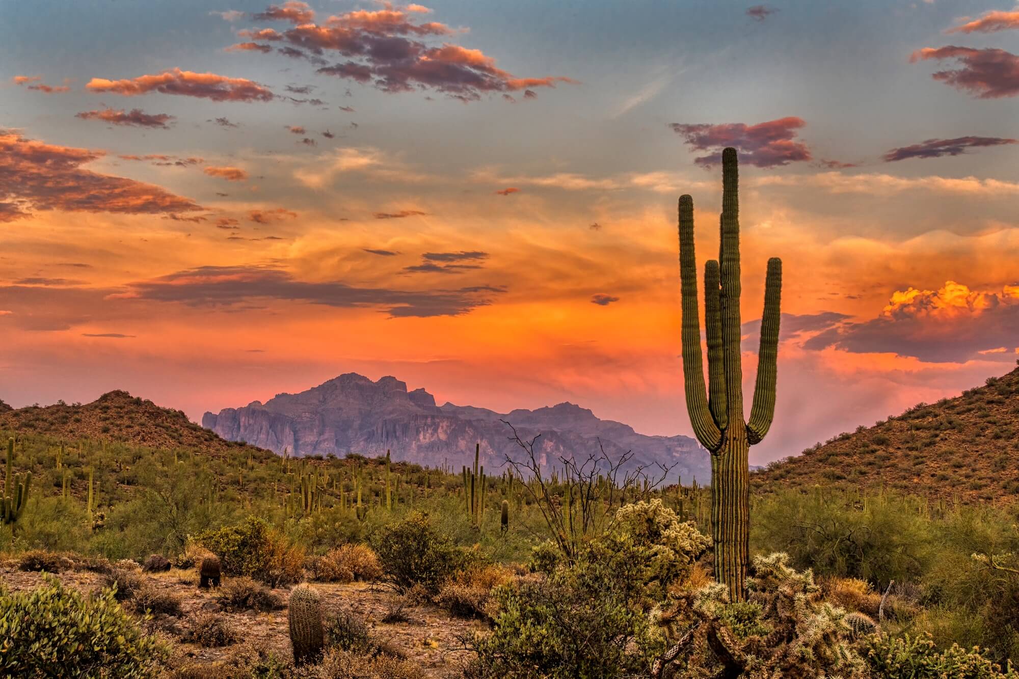 desert view with cactus and mountains at sunset