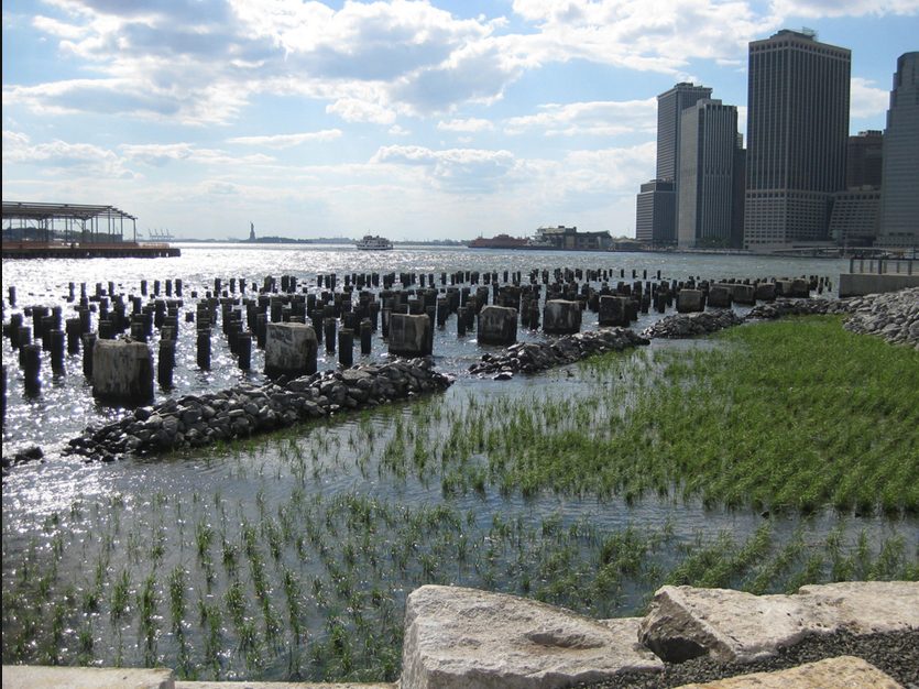 intertidal plantings at brooklyn bridge park