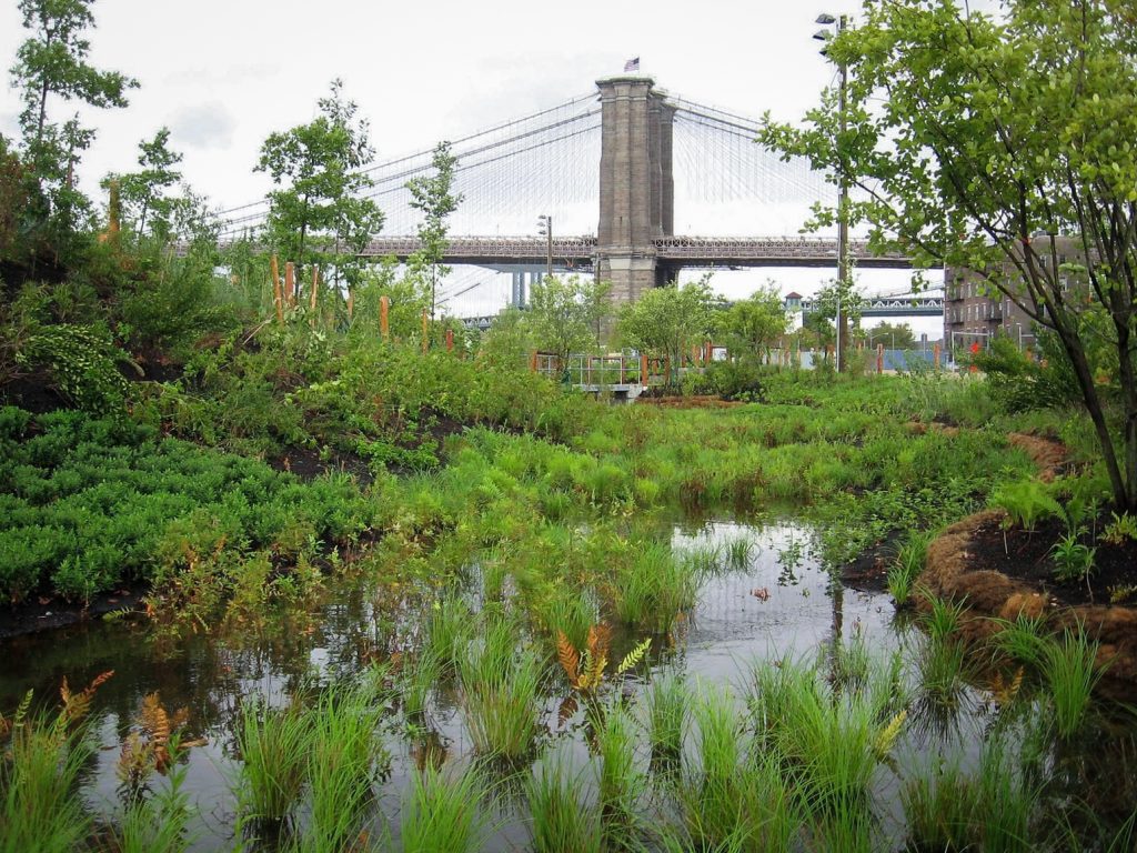 Brooklyn-Bridge-Park-Wetland with bridge in background