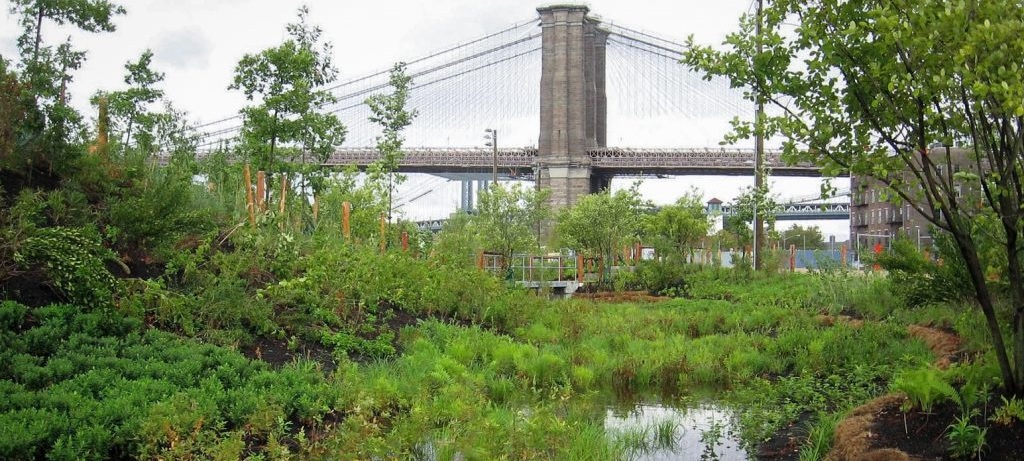 brooklyn bridge and wetland grasses