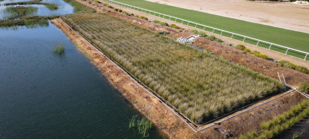 close up of aquatic grasses bed at edge of runoff area