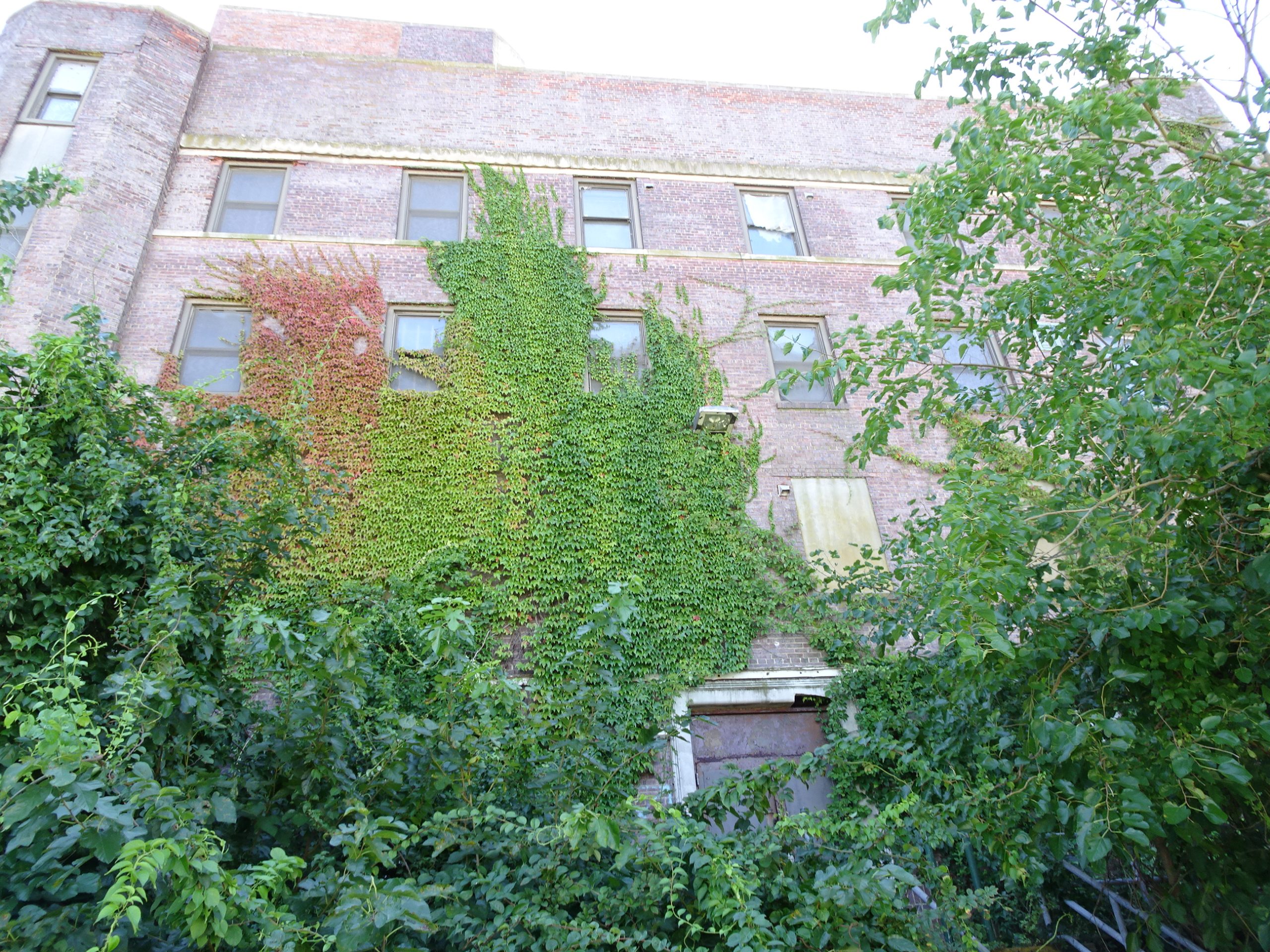 trees outside old building