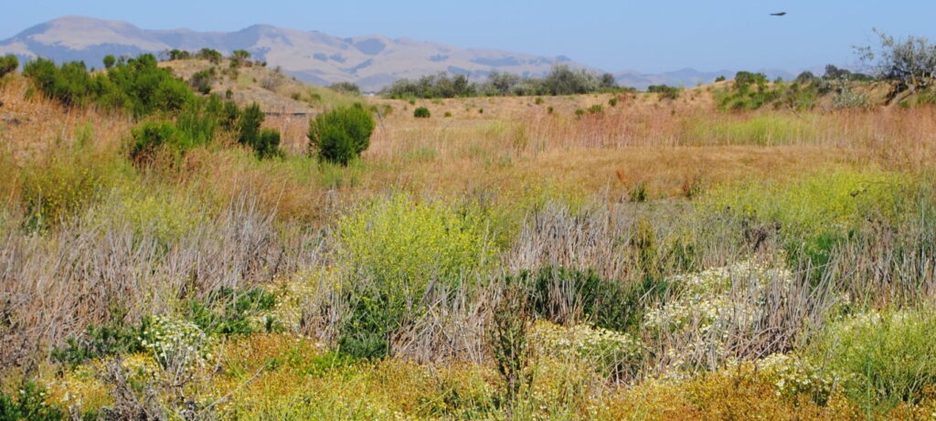 coastal plants on california coastline