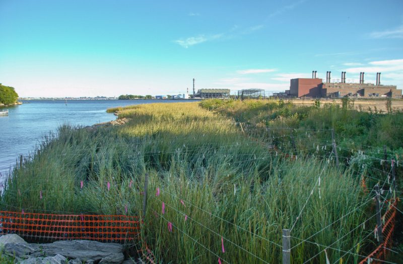 Randall’s Island Salt Marsh & Shoreline Mitigation