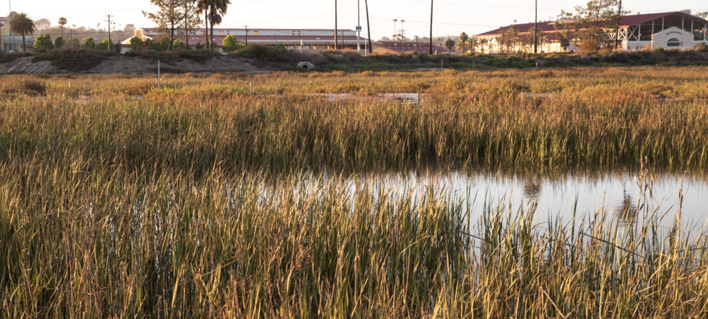 close up of tall grasses and water way