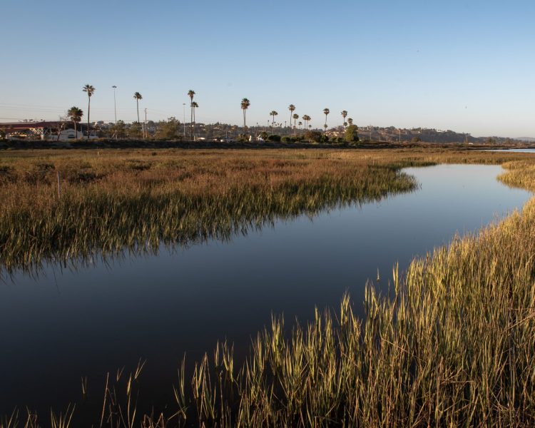 San Dieguito Lagoon Wetland Restoration & Monitoring