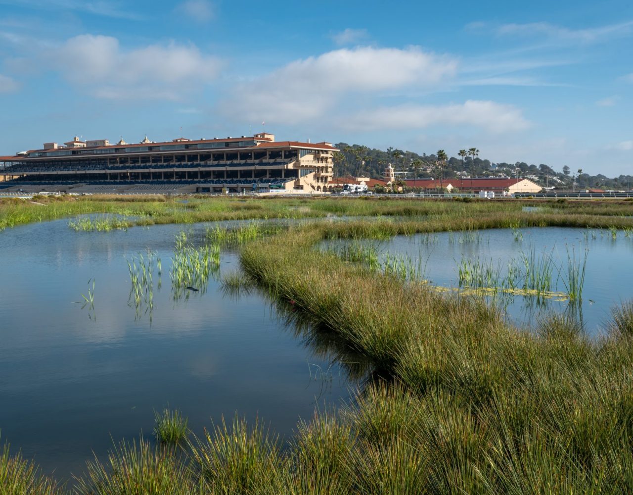 aquatic vegetation with water and fairgrounds in background