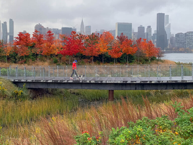 woman walking dog on bridge in front of red leafed trees and skyline