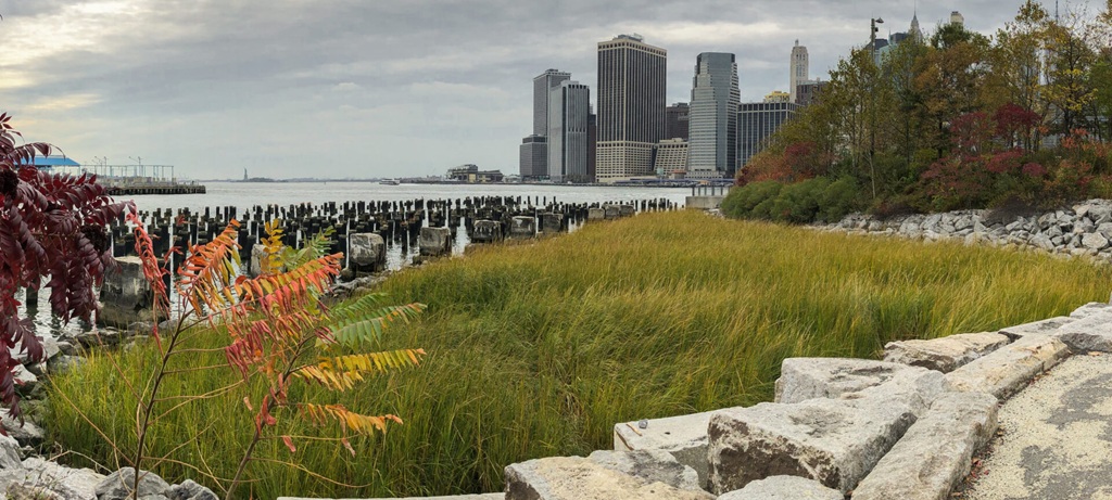 fully grown plantings and rocks with nyc skyline in the background