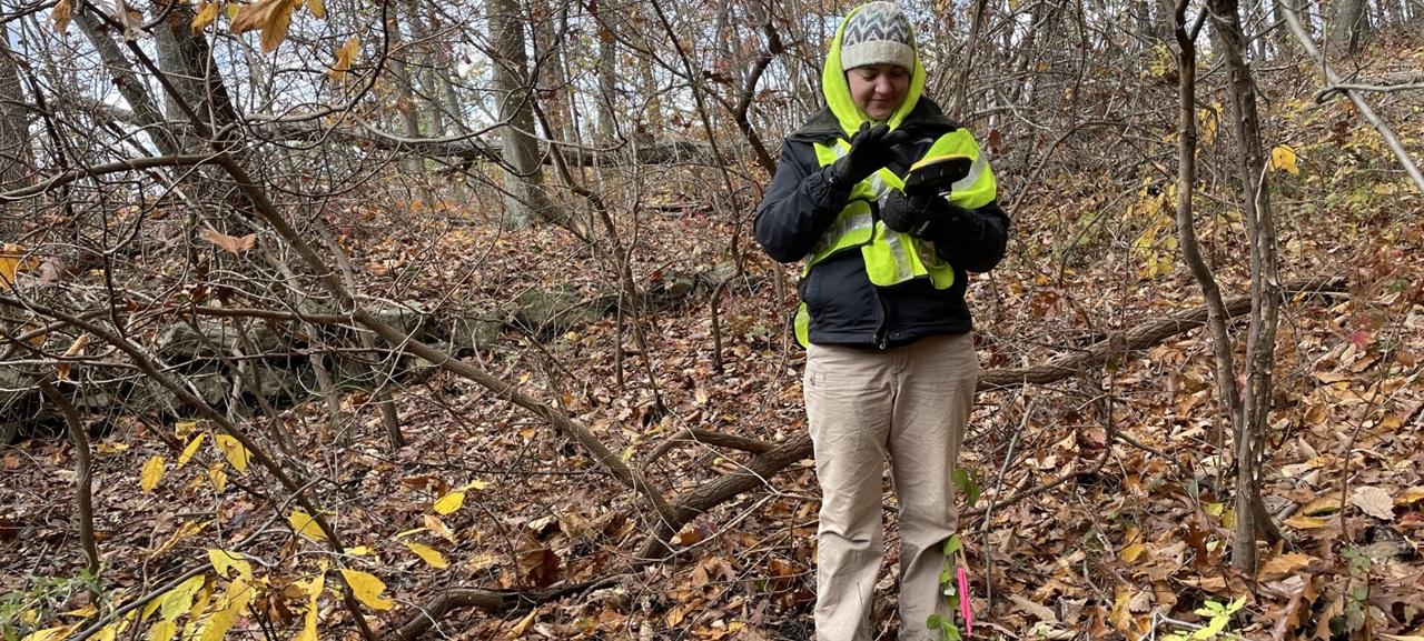 staff member looking at handheld equipment in the forest