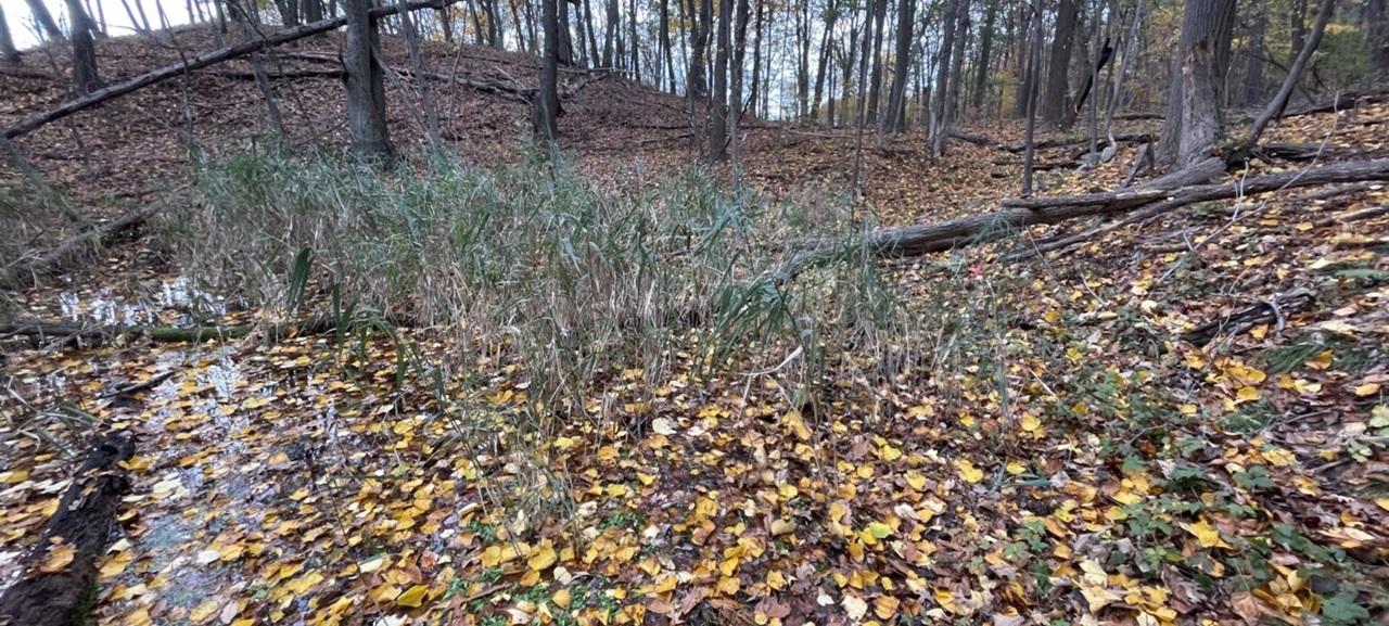 shot of leaves and water on forest floor in forest
