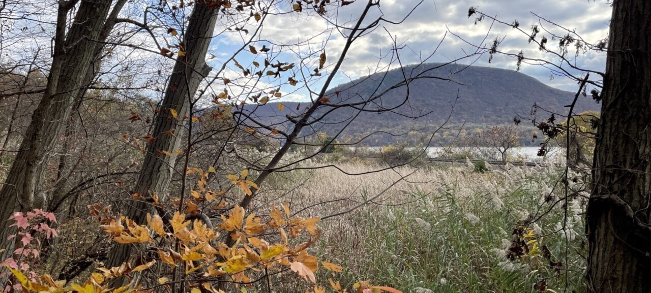view of mountain from forest