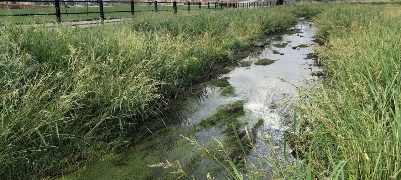 closeup shot of stream and grasses