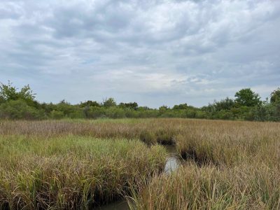 coastal wetland marsh