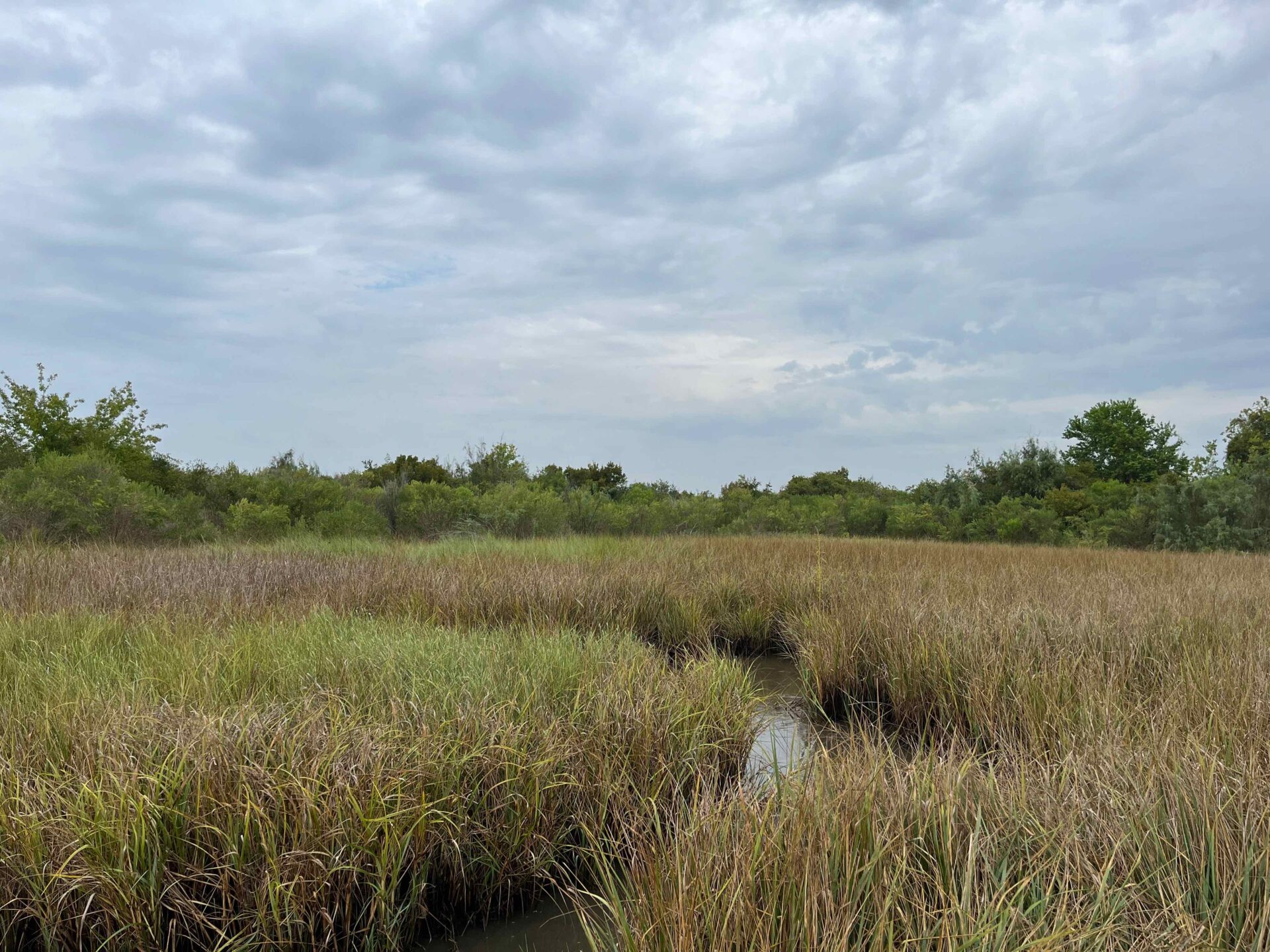 coastal wetland marsh