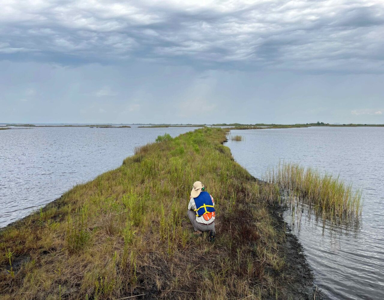team member crouching on marsh ground in wetland area