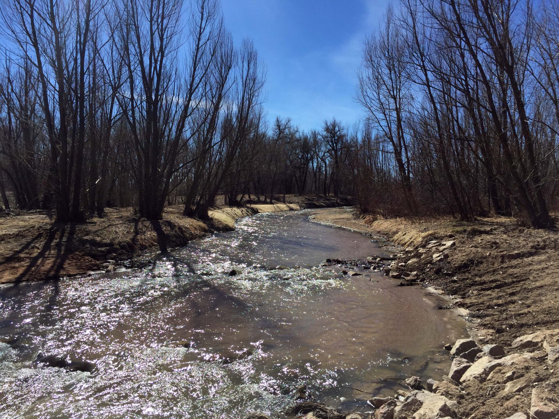 woodland stream with leafless trees on a sunny day