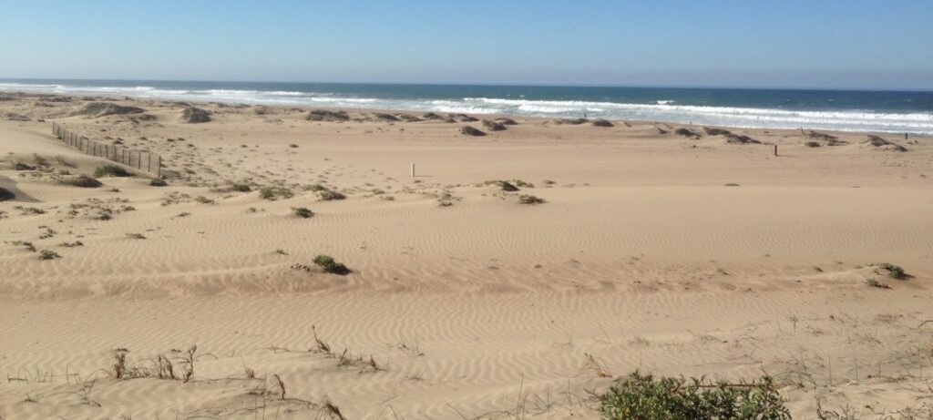 beachy area on california coast with ocean in the distance