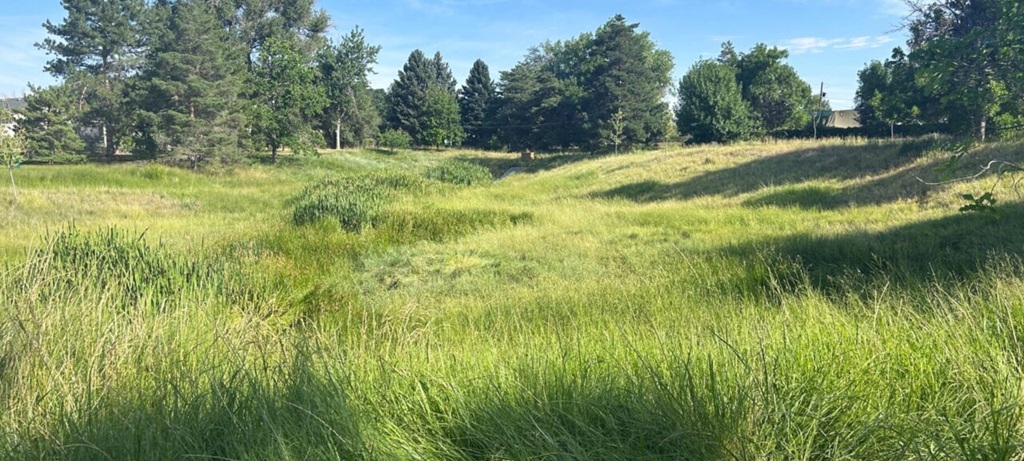 view of tall grasses in park with trees in distance