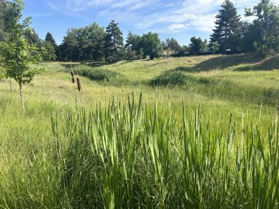 open park field with cattails and tall grasses