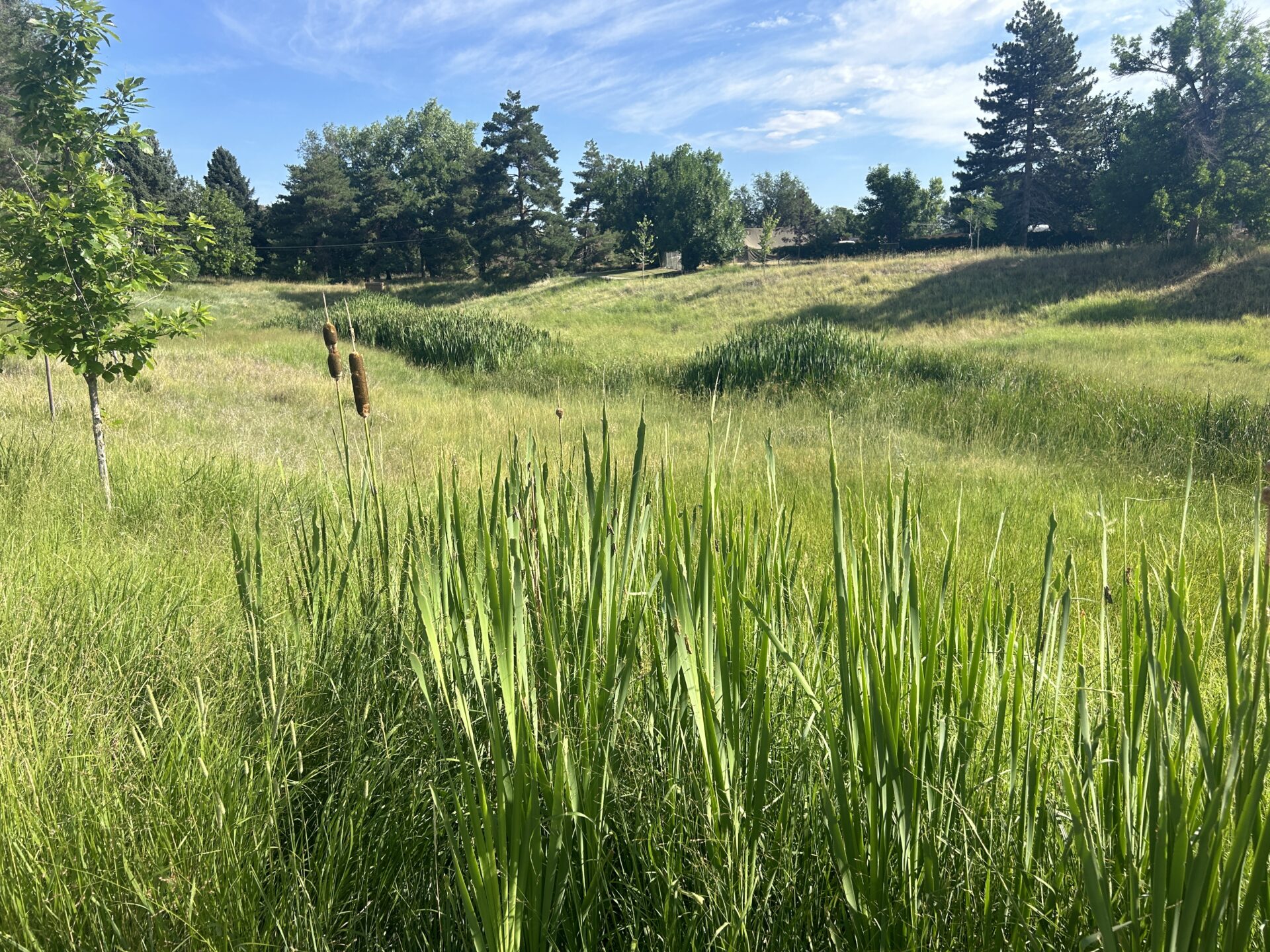 open park field with cattails and tall grasses