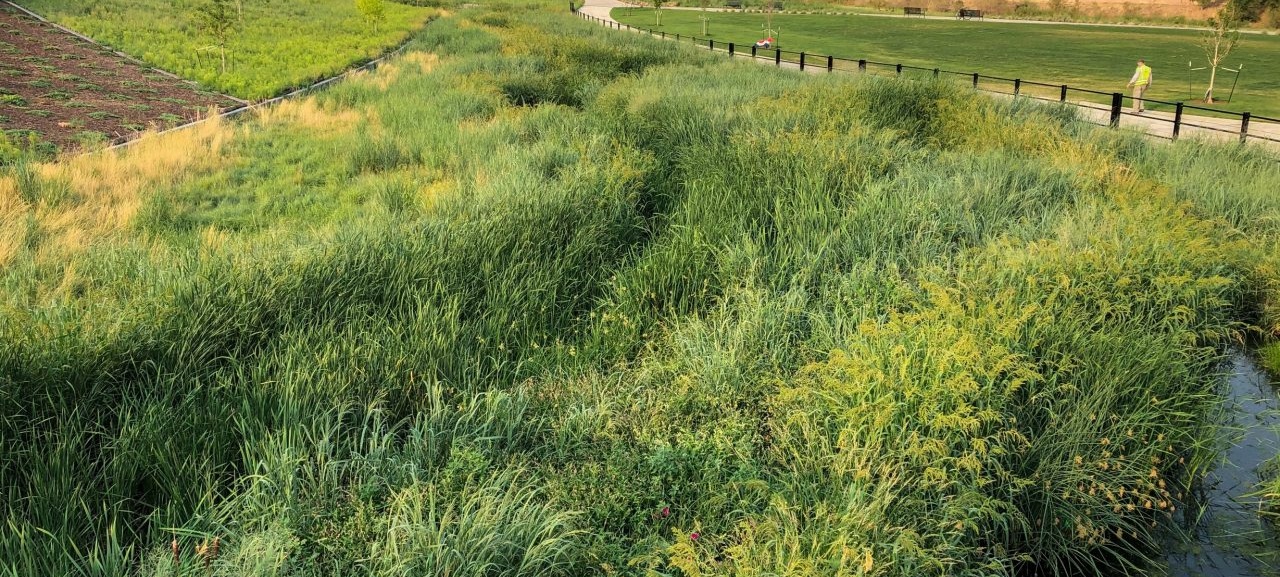 close up of grasses at park