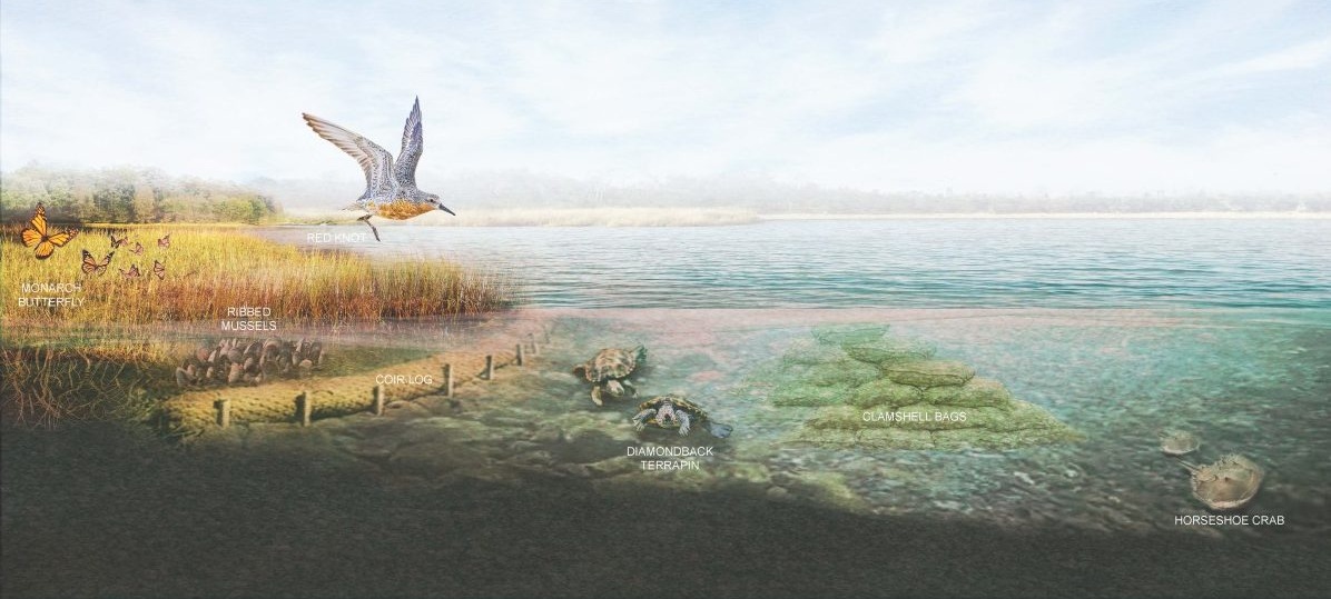rendering of living shoreline with animal specific call outs