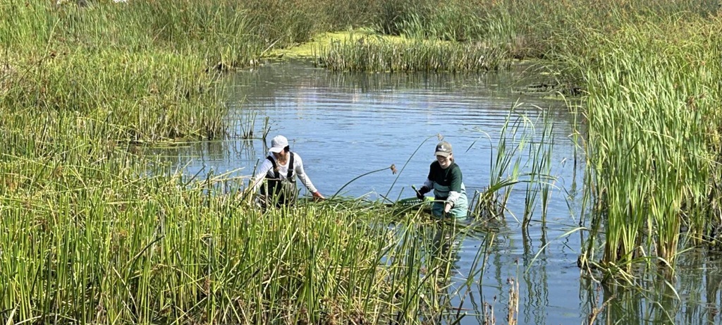 view of two staff members in water collecting tall grasses