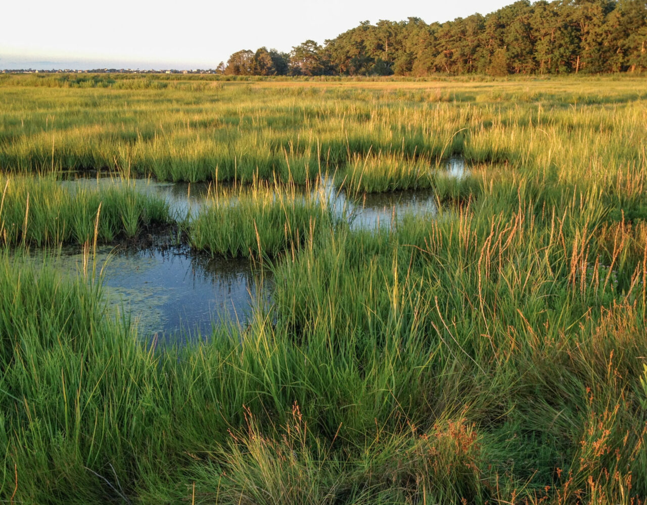 marshy area with wetlands and grasses