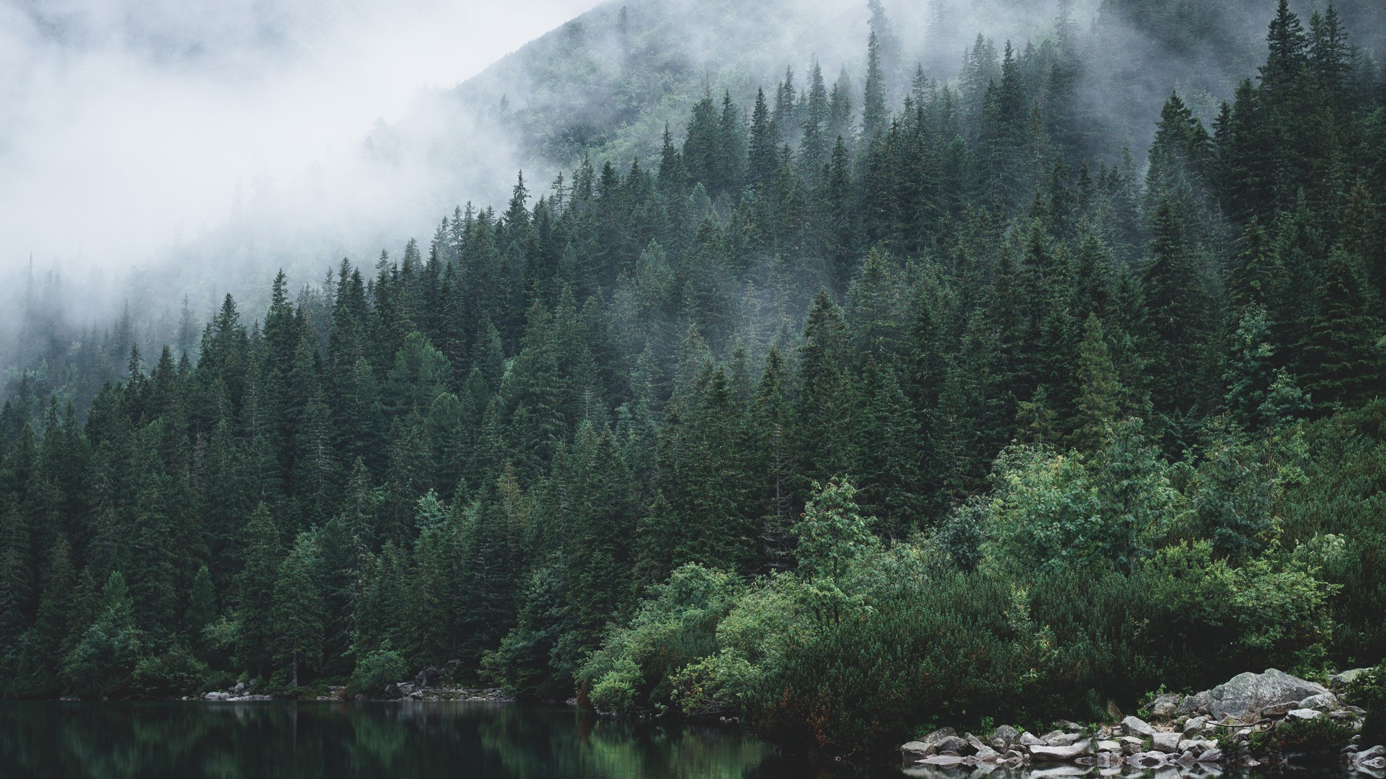 pine trees with fog on a river