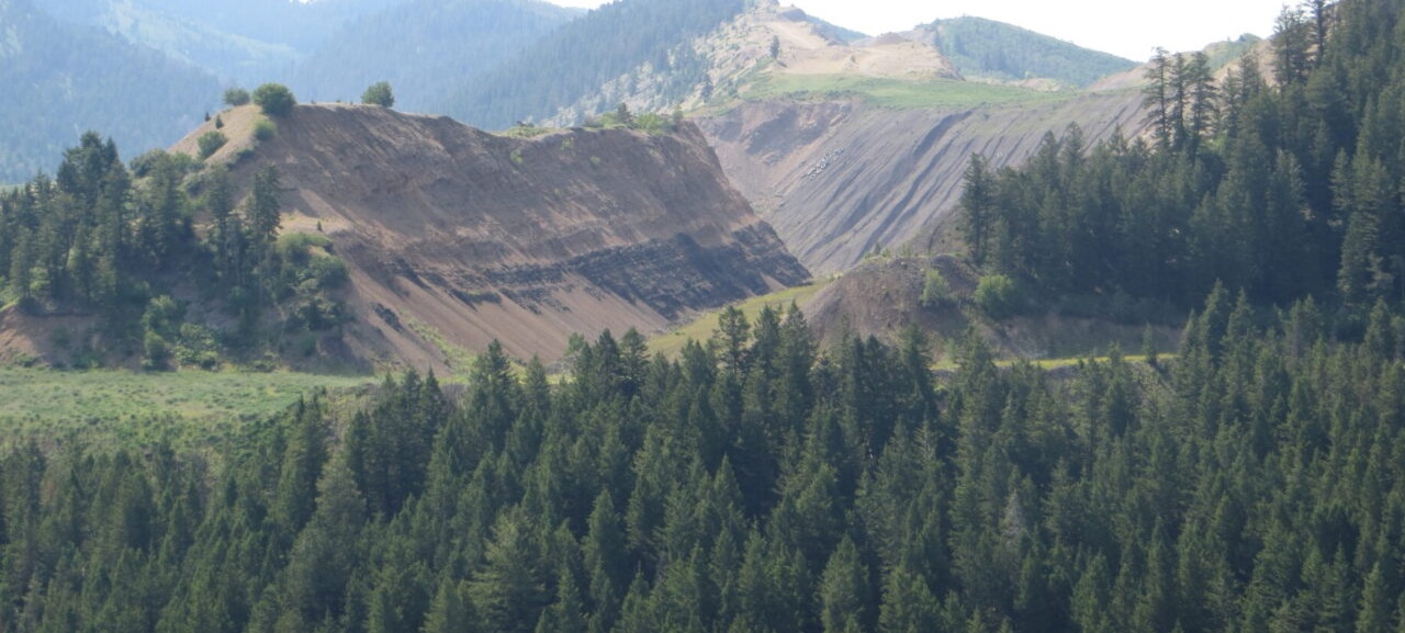 mountain view with pine trees in front