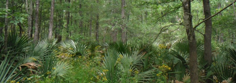 Sabal Wetland Mitigation Bank Compliance